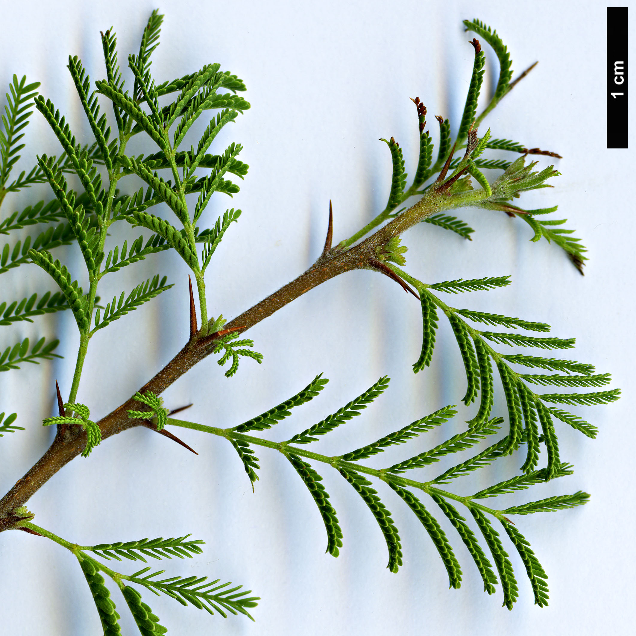 High resolution image: Family: Fabaceae - Genus: Vachellia - Taxon: caven